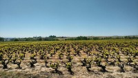 Beaujolais