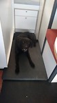 Blues op haar vaste stek in de bus