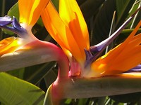 Paradijsbloem