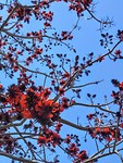 Wat is dit voor een boom?