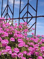 Bloemenpracht
