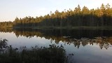 geluid van een kikker wij dachten moose