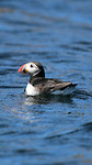 papegaai duikertje oftewel bv puffin