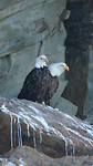 bald eagles