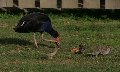 Pukeko! en musjes