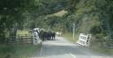 Koeien én schapen op de weg!