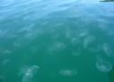 Kwallen in de Queen Charlotte Sounds (doen nix!)