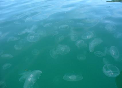 Kwallen in de Queen Charlotte Sounds (doen nix!)