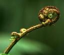 Een koru, de knop van een silver fern