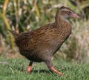 Weka