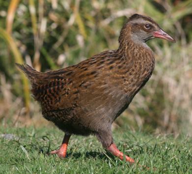 Weka