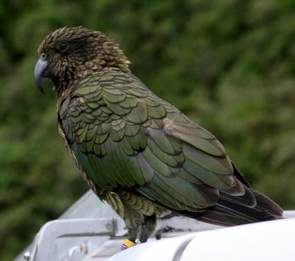 Kea