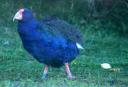Takahe