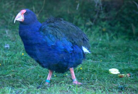 Takahe