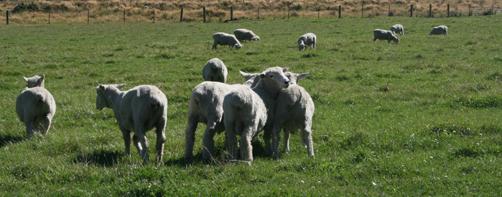 Sheepies!