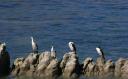 Vogels @ Kaikoura