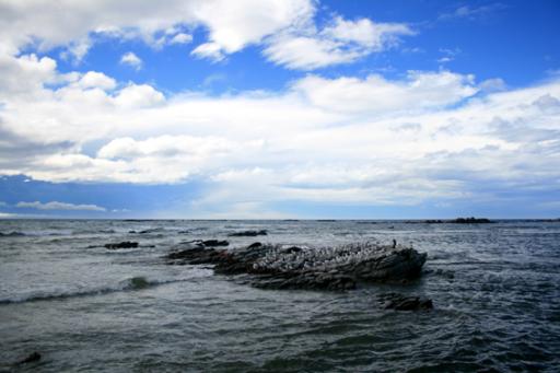 Hoog water bij Kaikoura, zeeleeuwen en vogels!
