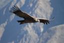 Condor 1