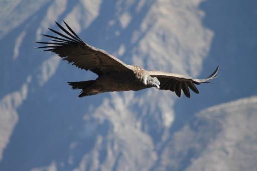Condor 1