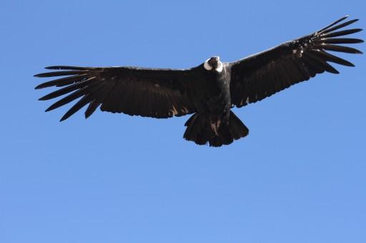 Condor 2