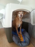 Mara oefent alvast in haar nieuwe bench :)