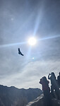 Condors spotten