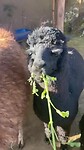 Alpaca Farm Arequipa