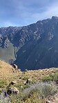 Condors spotten
