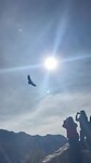 Condors spotten