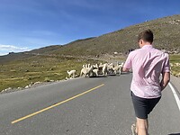 Alpaca’s onderweg naar Arequipa