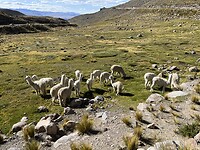 Alpaca’s naast de weg
