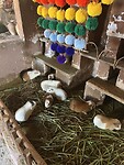 Cavia’s