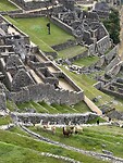 Lama’s Machu Picchu