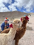 Alpaca’s Rainbow Mountain