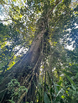 Jungle