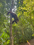 Monkey Island