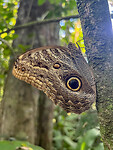 Vlinder