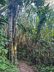 Jungle