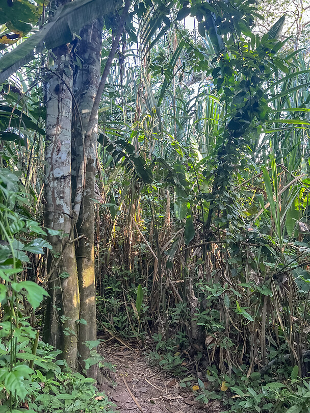Jungle