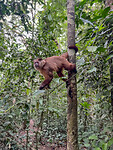 Monkey Island