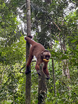 Monkey Island