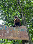 Monkey Island