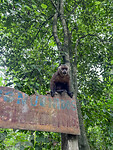 Monkey Island