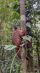 Monkey Island