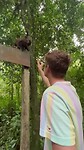 Monkey Island Amazone