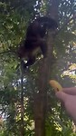 Monkey Island