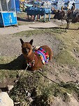 Alpaca