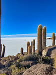 Cactus eiland