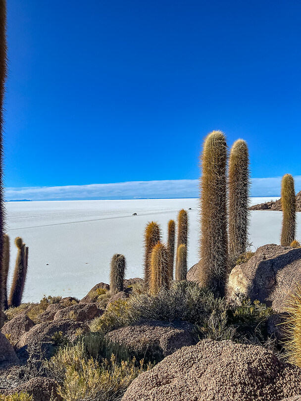 Cactus eiland
