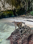 Monkey Bay